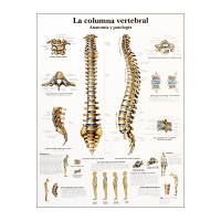 Anatomy Chart: Vertebral Column Anatomy Chart: Vertebral Column